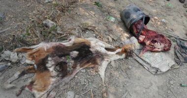 ধামইরহাটে কুকুর জবাই করে খাসির মাংস বলে বিক্রির অভিযোগ