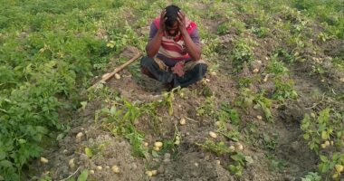 ফলন ভালো,দাম নেই , আলু নিয়ে বিপাকে শিবগঞ্জের কৃষকরা প্রতি মন আলু ১৮০ টাকা