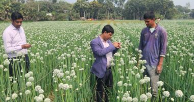 নলডাঙ্গায় পেঁয়াজ বীজ(কালো সোনা) চাষে ঝুঁকছেন কৃষকরা