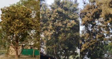 ডোমারে আমের মুকুলে ছেয়ে গেছে গাছ