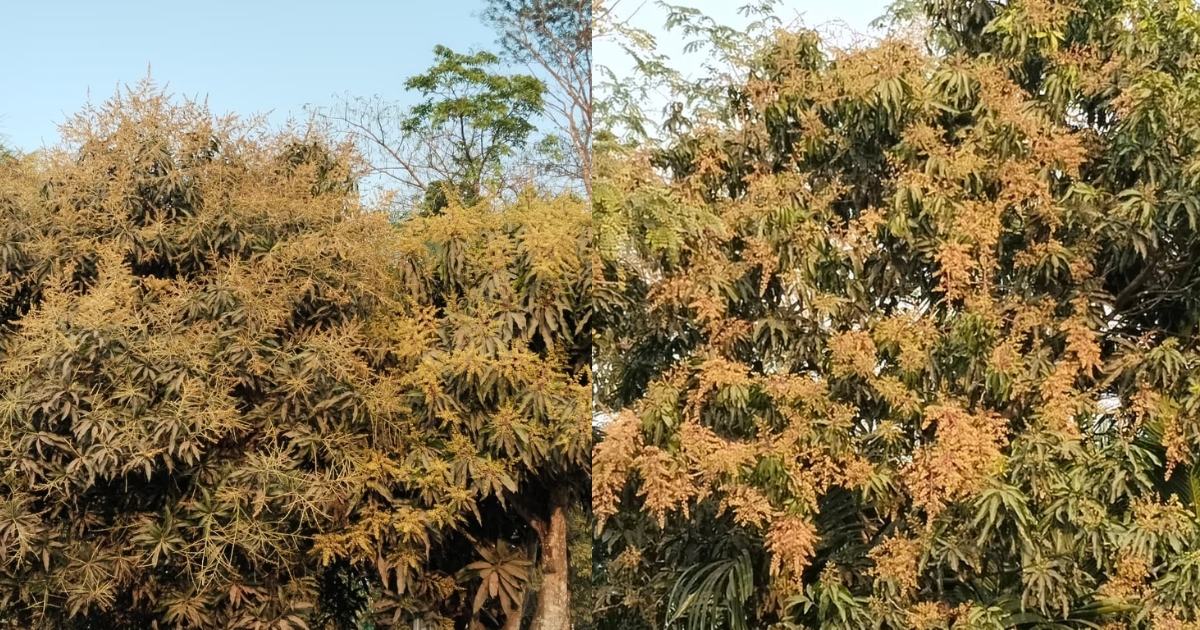 লালমোহনে আমের মুকুলের ঘ্রানে ভরে উঠেছে আমের বাগানগুলো