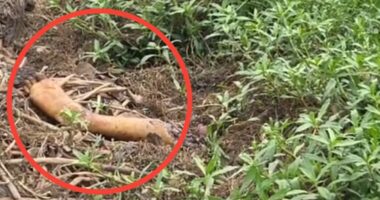 গাজীপুর ধানক্ষেতে মানুষের বিচ্ছিন্ন পা, আতঙ্কে স্থানীয়রা