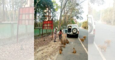 মধুপুর বনে ক্ষুধার্ত বন্যপ্রাণীদের জন্য খাবার ও পানির ব্যবস্থা