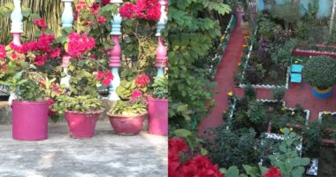 গাংনী, বাগান যেন শিল্পীর তুলির আচড়ে আঁকা ক্যানভাস