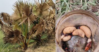 গাংনীতে তালগাছে রেড পাম উইভিলের আক্রমন তিন শতাধিক গাছের মৃত্যু, আক্রমনের শিকার সহস্রাধিক তালগাছ