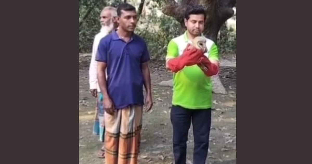 নাটোরে লক্ষ্মী পেঁচা উদ্ধার ও অবমুক্ত