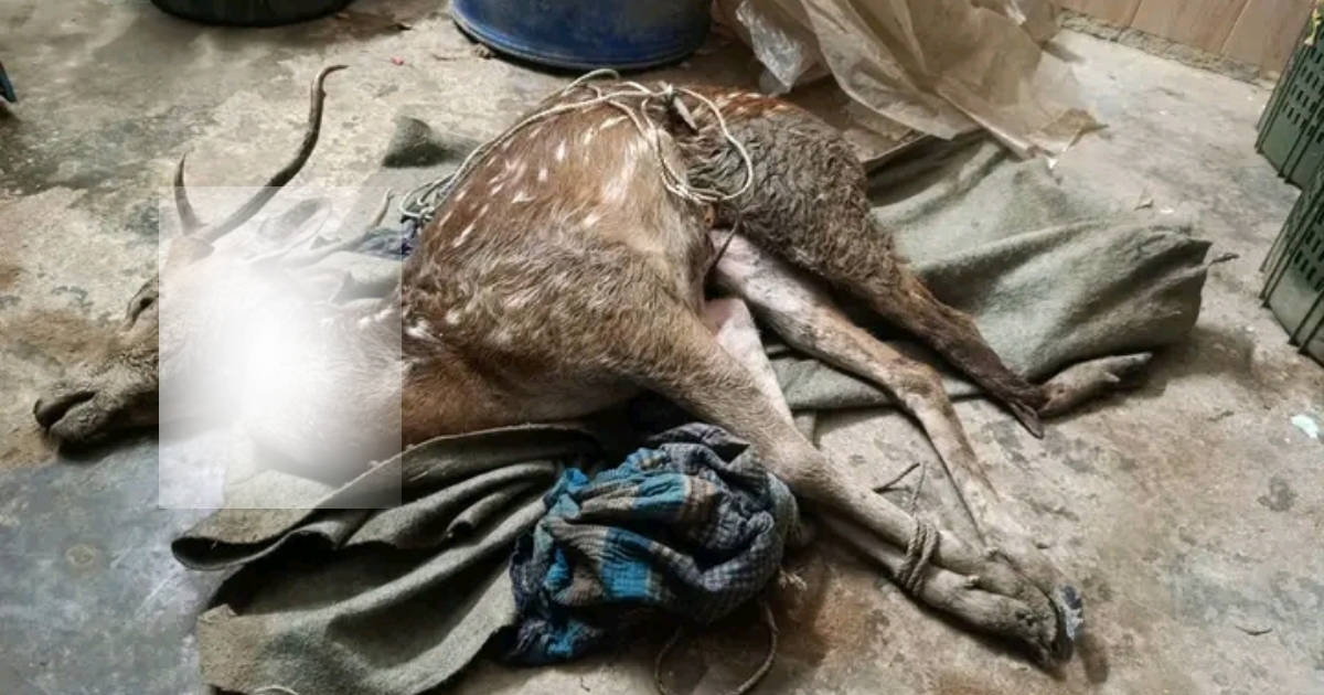 সুন্দরবনের খাল থেকে শিকারিদের ফেলে যাওয়া নৌকা তল্লাশি, জবাই করা হরিণ উদ্ধার