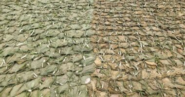 লালমনিরহাটে তামাক চাষে বিপ্লব না কি মহাবিপদ