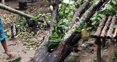 আকস্মিক কাল বৈশাখীর ঝড়,বজ্রপাত ও শিলাবৃষ্টিতে ফসলের ব্যাপক ক্ষয়ক্ষতির শঙ্কা ময়মনসিংহে