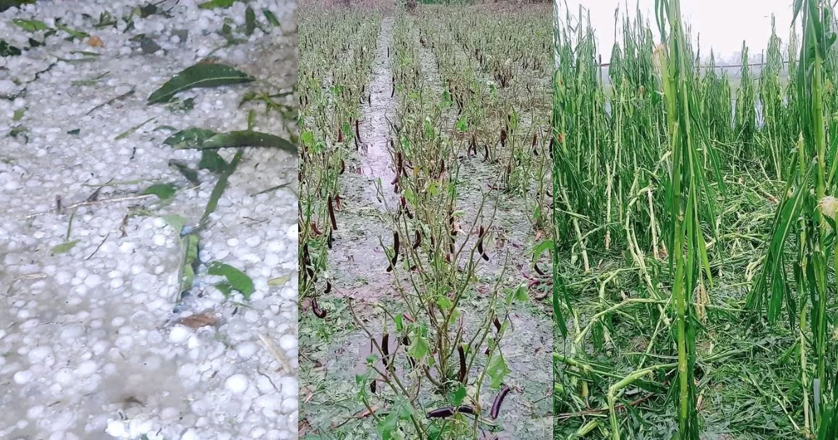 নীলফামারীতে শিলাবৃষ্টিতে ফসলের ব্যাপক ক্ষয়ক্ষতি