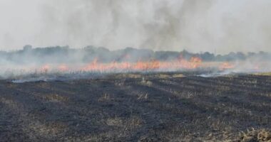 গাংনীতে আগুনে পুড়ল কৃষকের ১০০ বিঘা ফসল