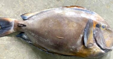 কুয়াকাটা সংলগ্ন সাগরে জেলের জালে বিরল ‘ব্রাউন সার্জনফিশ’