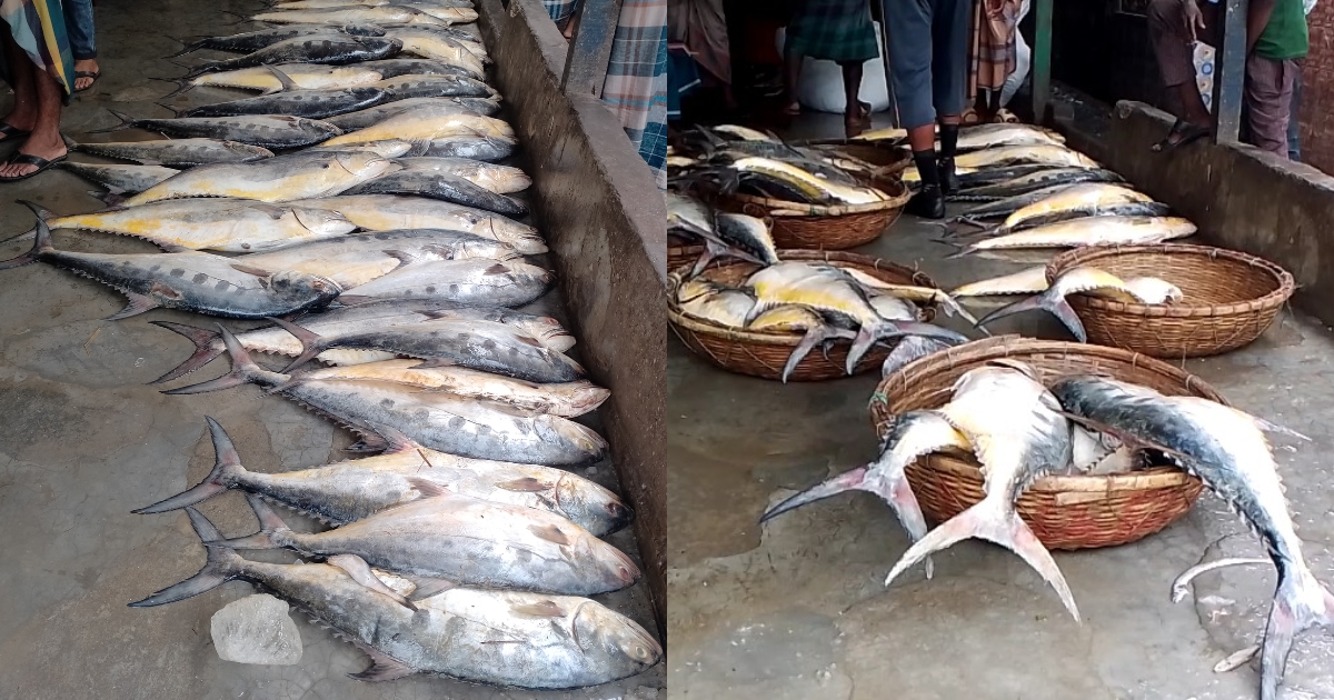 মহিপুরে জেলের জালে ধরা পড়ল প্রায় অর্ধশত রুপসা মাছ