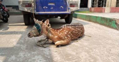 লালমোহনে প্রায় ৪০ কেজি ওজনের চিত্রা হরিণ উদ্ধার