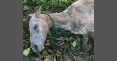 মুন্সিগঞ্জে পরিত্যক্ত ঘরে ১৩টি ঘোড়া জবাই, জড়িতরা পলাতক