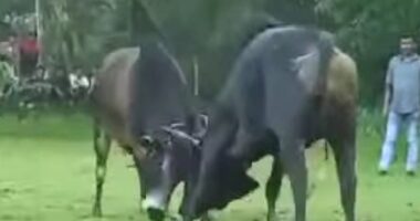 নেত্রকোনায় ষাঁড়ের লড়াইয়ে জুয়ার আসর, নীরব প্রশাসন