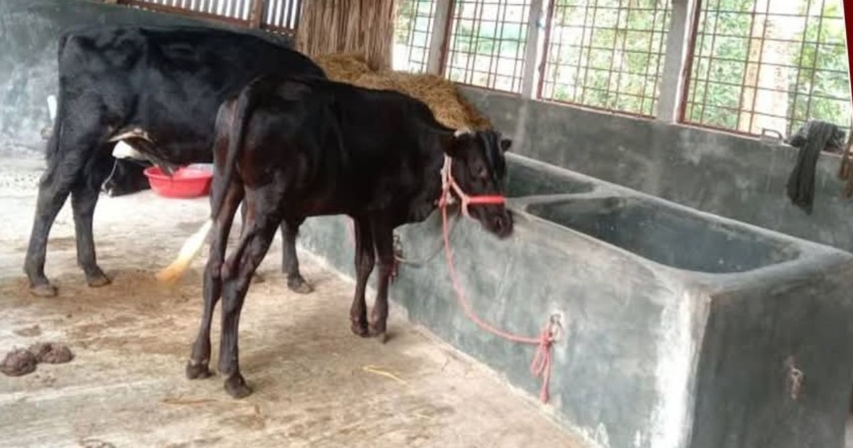 নেত্রকোনায় কৃষকের ৫ গরু চুরি