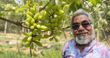 গাজীপুরে বিদেশি ‘বাইকুনুর’ আঙুর চাষে সফলতা, আলোচনায় প্রকৌশলী রোকনুজ্জামান