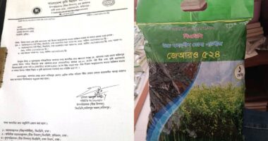 গাংনীতে সরকারি পাটবীজের বিরাট ঘাপলা , ফেরত এল প্রায় ২০ মেট্রিক টন বীজ