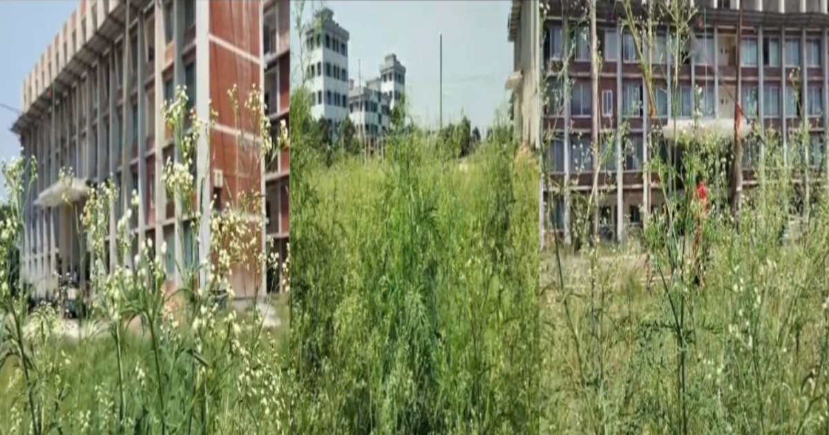 নলডাঙ্গায় ছড়িয়ে পড়ছে বিষাক্ত উদ্ভিদ – সাইলেন্ট কিলার পার্থেনিয়াম