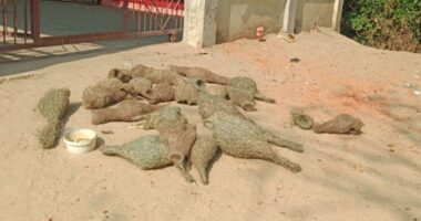 ধান খেয়ে ফেলায় ক্ষোভে মেরে ফেলা হলো বাবুই পাখির ৩০ বাচ্চা, ১ জনের কারাদন্ড