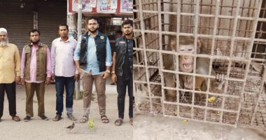 সেনবাগে যৌথ অভিযানে বানর সহ ১১ বন্যপ্রাণী উদ্ধার, ৭টি অবমুক্ত