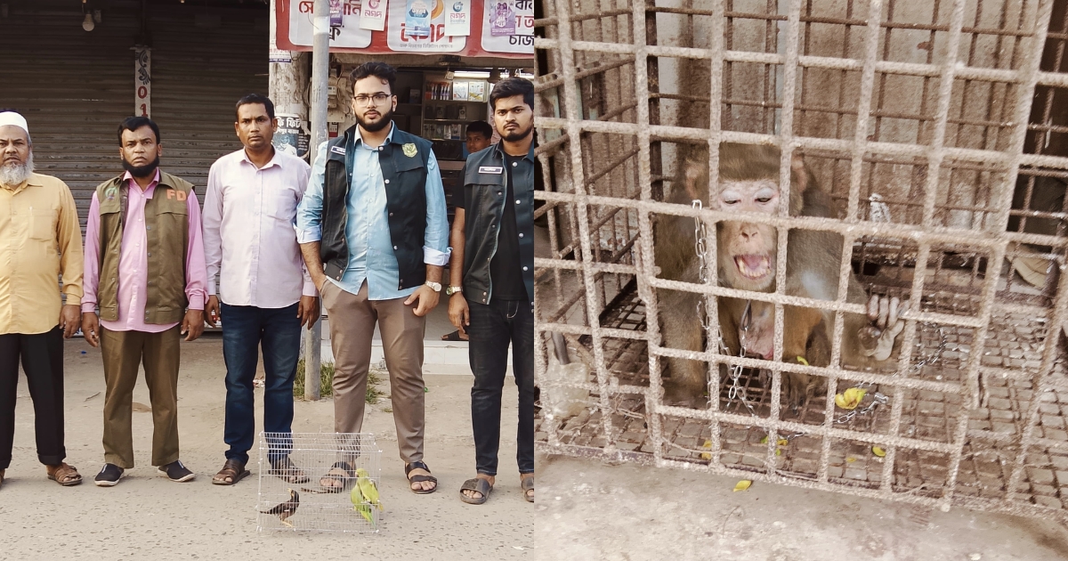 সেনবাগে যৌথ অভিযানে বানর সহ ১১ বন্যপ্রাণী উদ্ধার, ৭টি অবমুক্ত