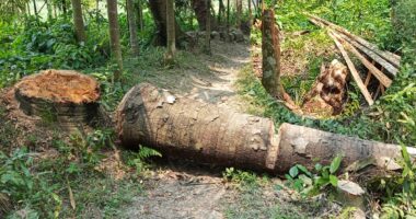 লালমোহনে বিরোধীয় জমিতে জোরপূর্বক গাছ কাটার অভিযোগ