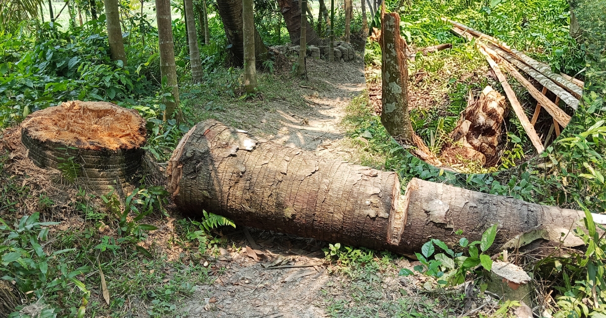 লালমোহনে বিরোধীয় জমিতে জোরপূর্বক গাছ কাটার অভিযোগ