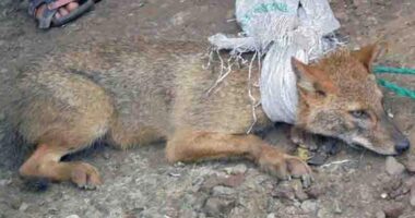 নোয়াখালীতে জবাইকৃত শিয়াল উদ্ধার, আটক ১