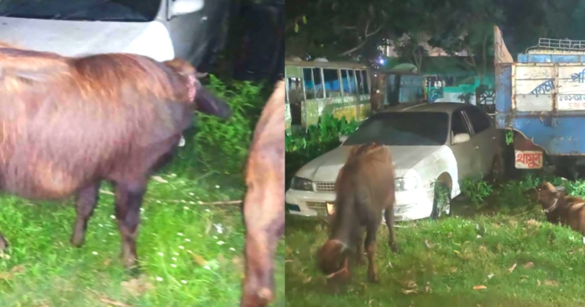 তারাকান্দায় কথিত সাংবাদিকের বাড়ি থেকে ৩টি চোরাই মহিষ উদ্ধার