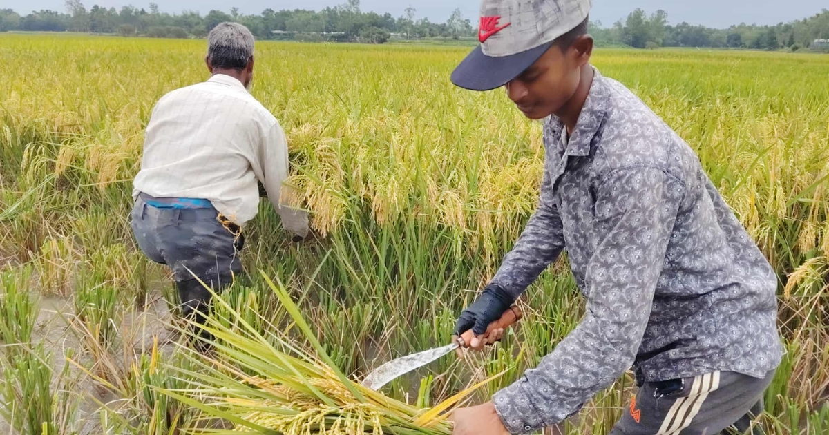 মধুপুরে ধানের দাম কম, শ্রমিক মজুরি বেশি চাপে কৃষক
