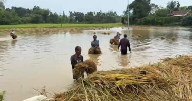কালবৈশাখীর তাণ্ডবে দীঘিনালায় কৃষকের স্বপ্ন তছনছ