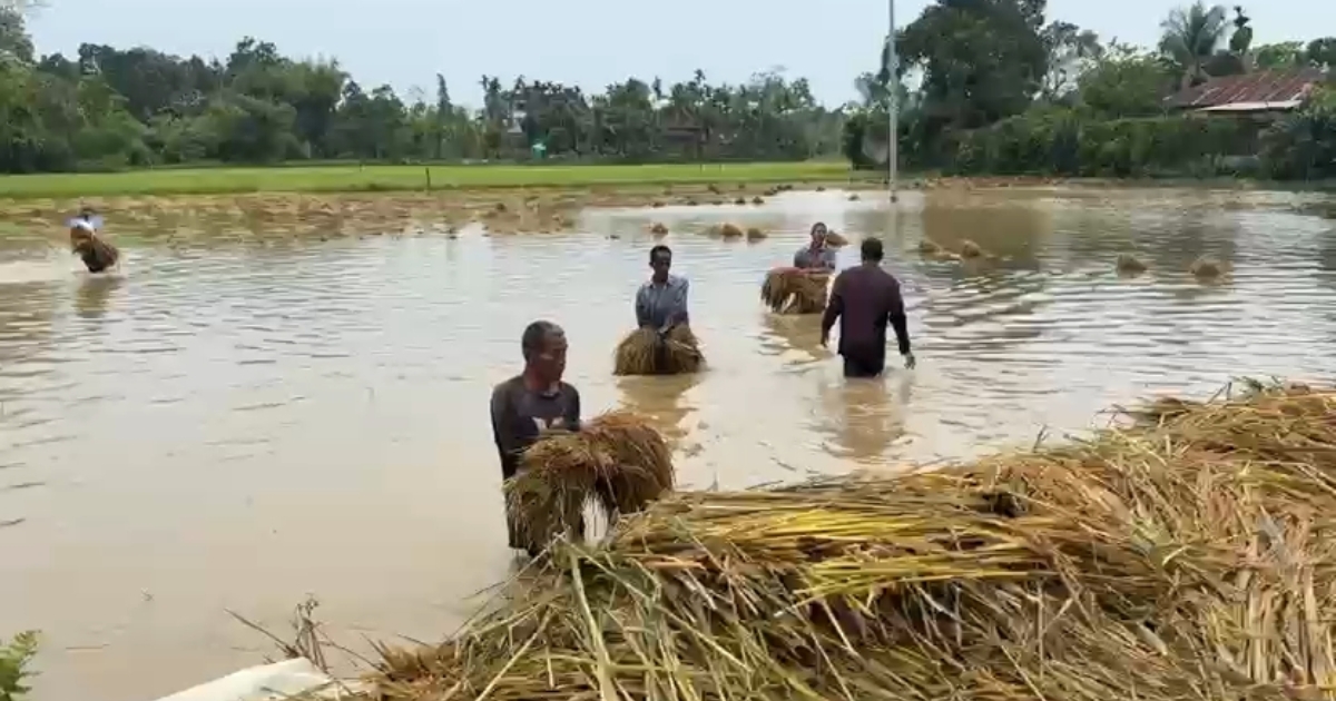 কালবৈশাখীর তাণ্ডবে দীঘিনালায় কৃষকের স্বপ্ন তছনছ