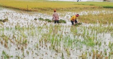 টানা বৃষ্টিতে মধুপুরে বোরো ধান নষ্ট, দিশেহারা কৃষক