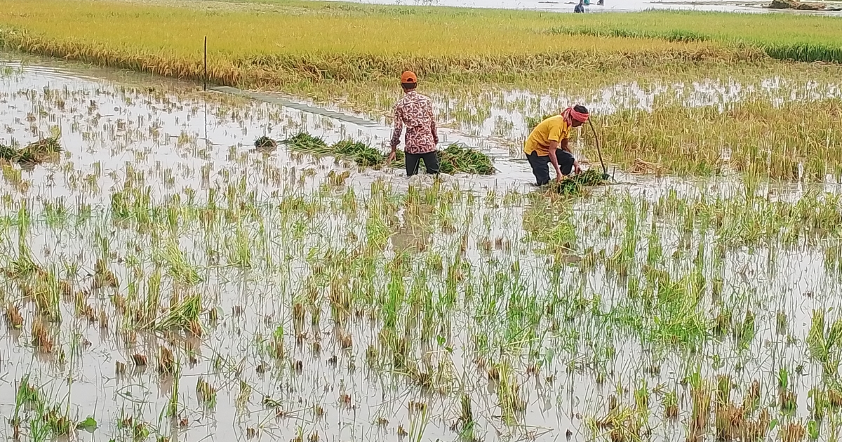 টানা বৃষ্টিতে মধুপুরে বোরো ধান নষ্ট, দিশেহারা কৃষক