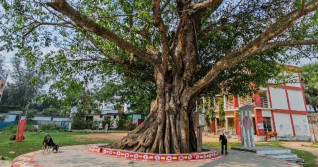 কবি নজরুলের স্মৃতিধন্য ত্রিশালের বটতলা