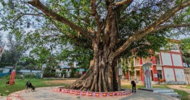 কবি নজরুলের স্মৃতিধন্য ত্রিশালের বটতলা